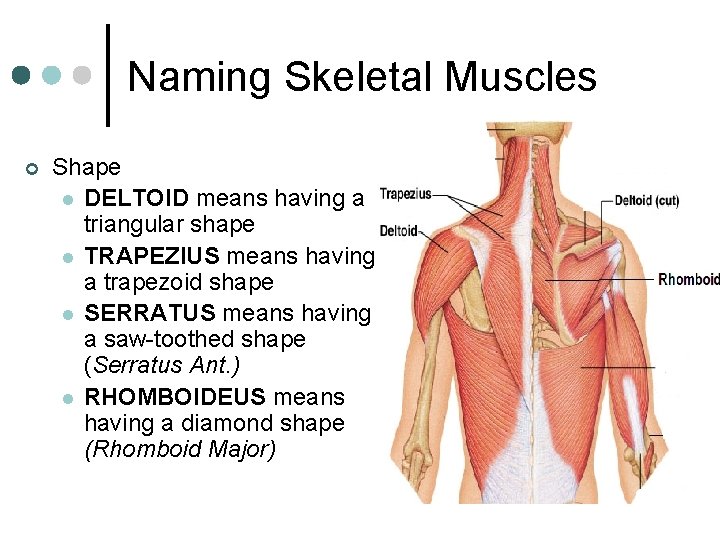 Naming Skeletal Muscles ¢ Shape l DELTOID means having a triangular shape l TRAPEZIUS
