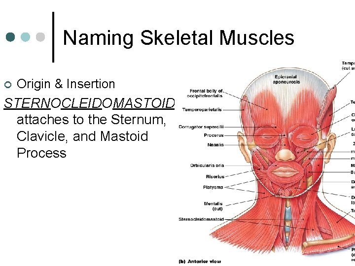 Naming Skeletal Muscles ¢ Origin & Insertion STERNOCLEIDOMASTOID attaches to the Sternum, Clavicle, and