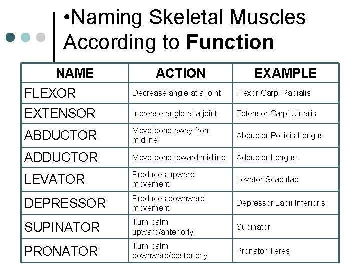  • Naming Skeletal Muscles According to Function NAME ACTION EXAMPLE FLEXOR Decrease angle