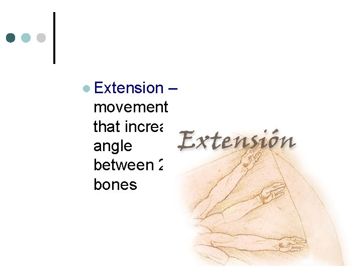 l Extension – movement that increases angle between 2 bones 