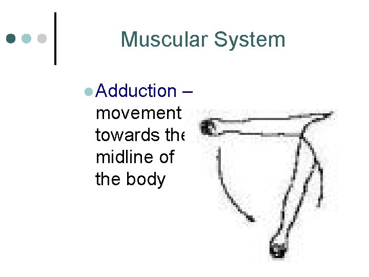 Muscular System l Adduction – movement towards the midline of the body 