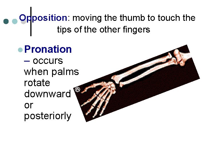 Opposition: moving the thumb to touch the tips of the other fingers l Pronation