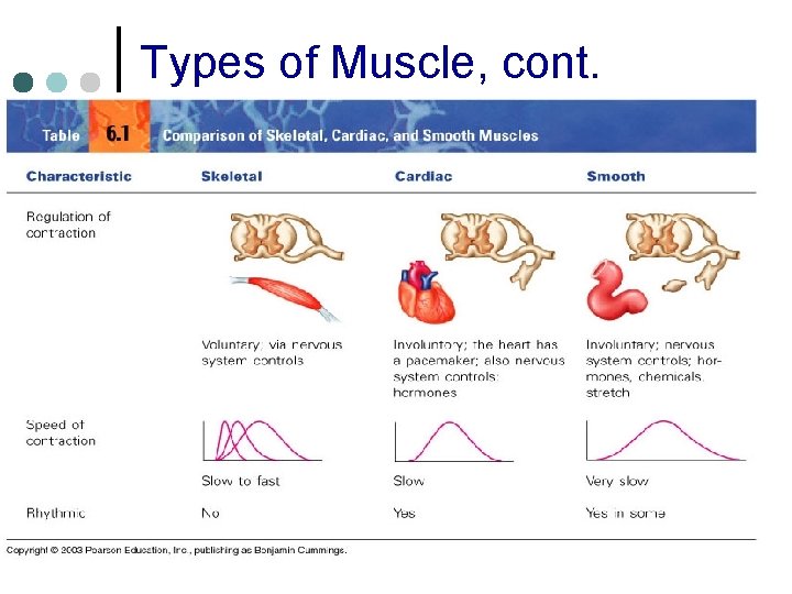 Types of Muscle, cont. 