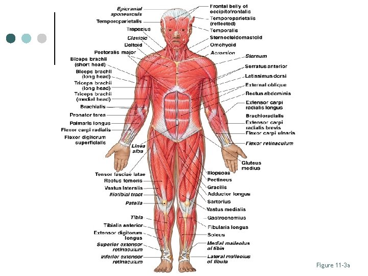 Axial and Appendicular Muscles Figure 11– 3 a 