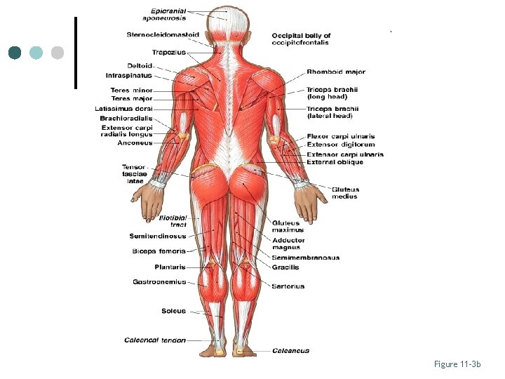 Axial and Appendicular Muscles Figure 11– 3 b 