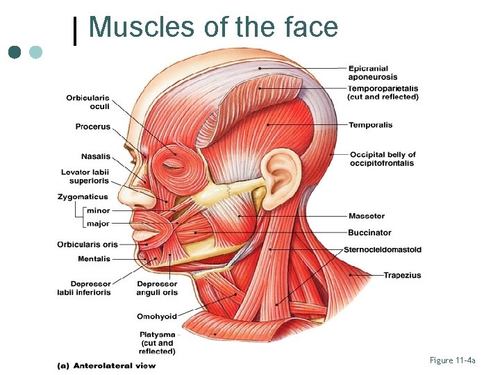 Muscles of the face Figure 11– 4 a 