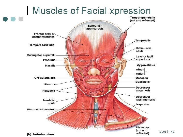 Muscles of Facial xpression Figure 11– 4 b 