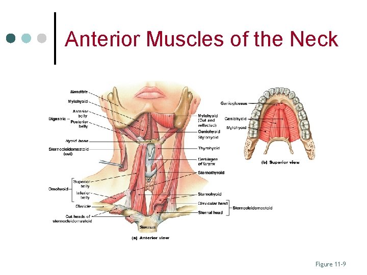 Anterior Muscles of the Neck Figure 11– 9 