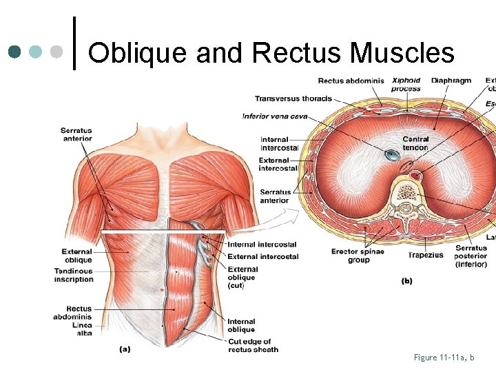 Oblique and Rectus Muscles Figure 11– 11 a, b 