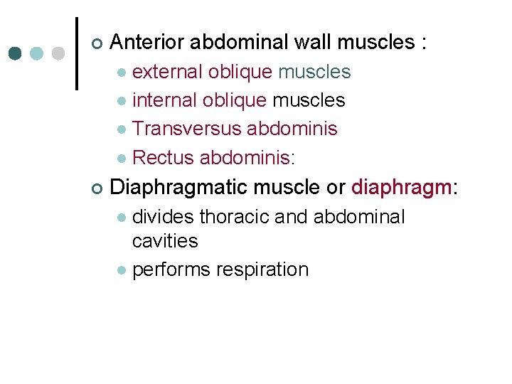 ¢ Anterior abdominal wall muscles : external oblique muscles l internal oblique muscles l