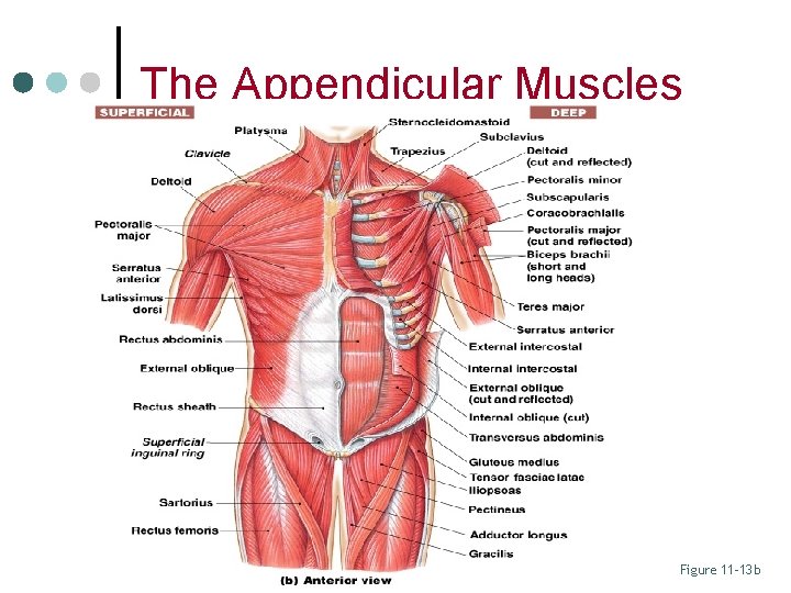 The Appendicular Muscles Figure 11– 13 b 