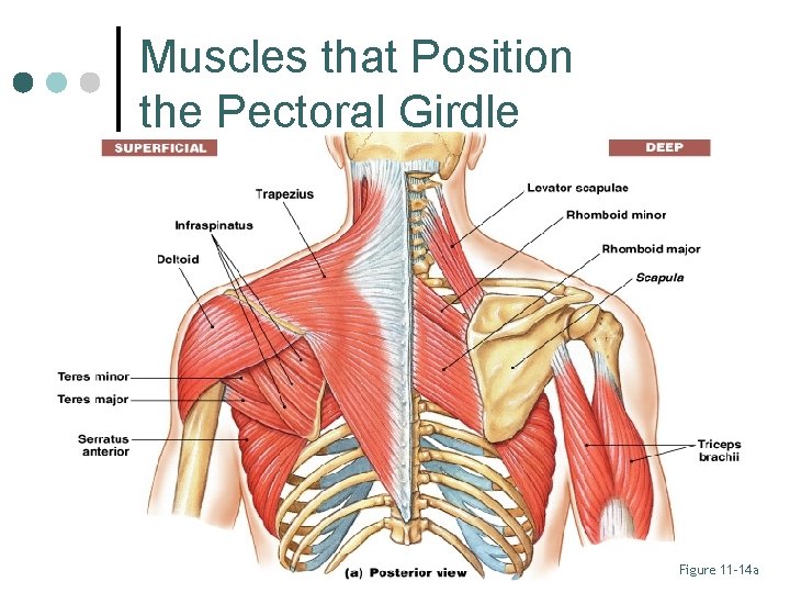 Muscles that Position the Pectoral Girdle Figure 11– 14 a 