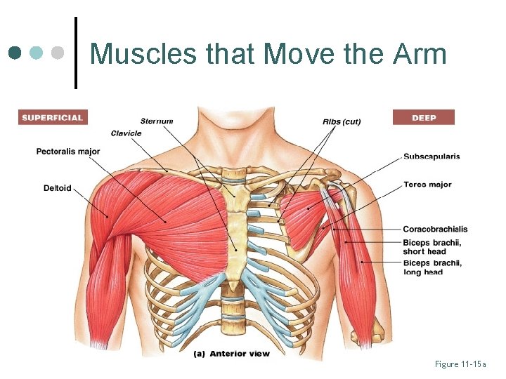 Muscles that Move the Arm Figure 11– 15 a 