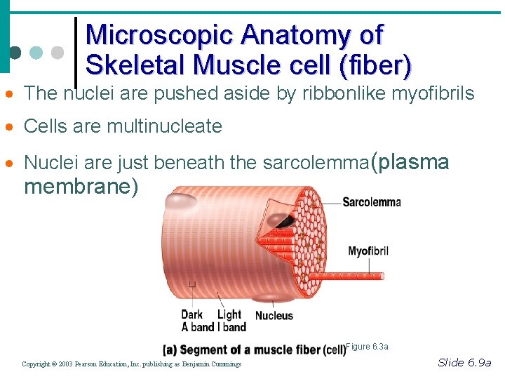 Microscopic Anatomy of Skeletal Muscle cell (fiber) · The nuclei are pushed aside by