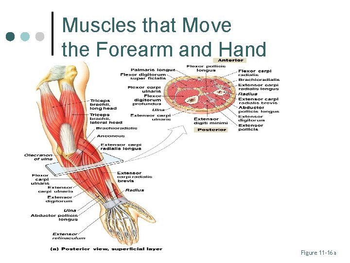 Muscles that Move the Forearm and Hand Figure 11– 16 a 