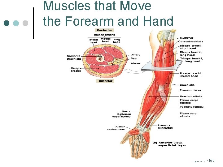 Muscles that Move the Forearm and Hand Figure 11– 16 b 