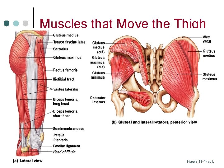 Muscles that Move the Thigh Figure 11– 19 a, b 