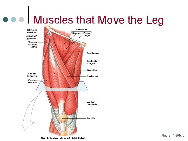 Muscles that Move the Leg Figure 11– 20 b, c 