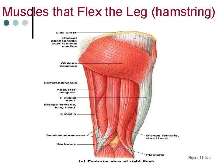 Muscles that Flex the Leg (hamstring) Figure 11– 20 a 