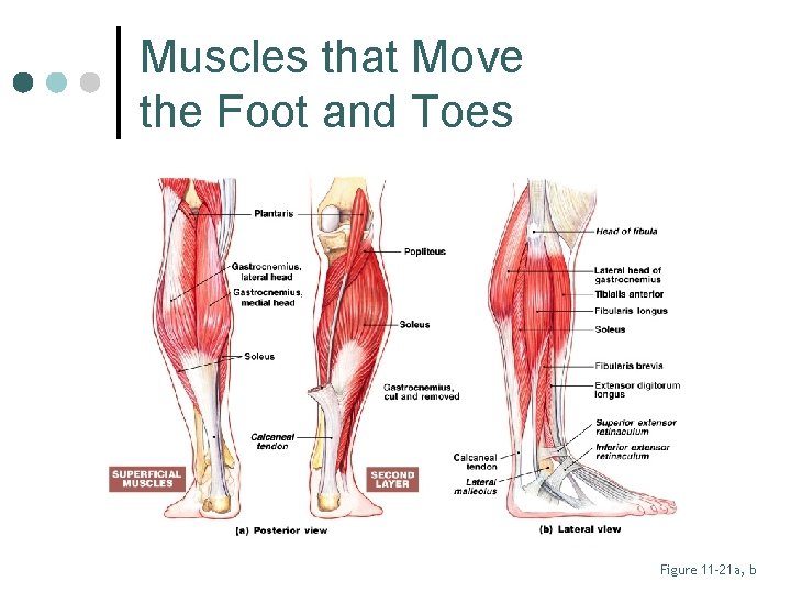 Muscles that Move the Foot and Toes Figure 11– 21 a, b 