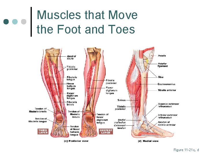 Muscles that Move the Foot and Toes Figure 11– 21 c, d 