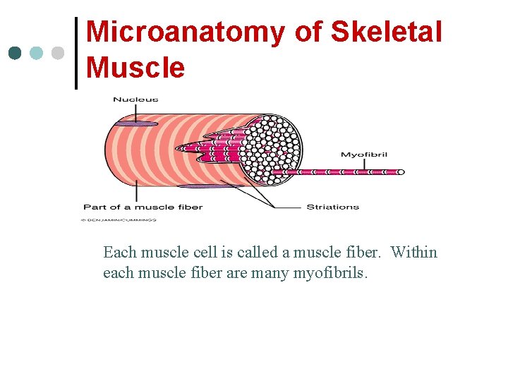 Microanatomy of Skeletal Muscle Each muscle cell is called a muscle fiber. Within each