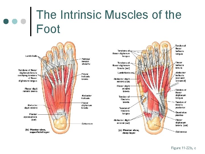 The Intrinsic Muscles of the Foot Figure 11– 22 b, c 