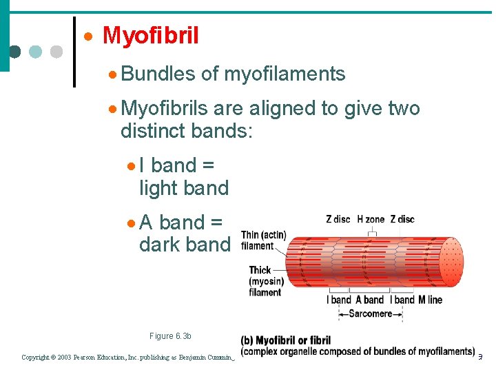 · Myofibril · Bundles of myofilaments · Myofibrils are aligned to give two distinct