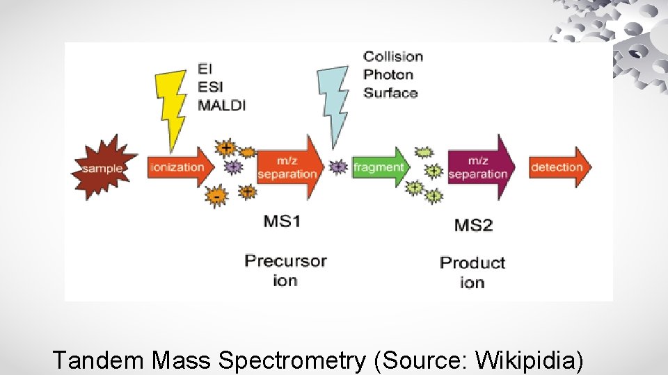 Tandem Mass Spectrometry (Source: Wikipidia) 