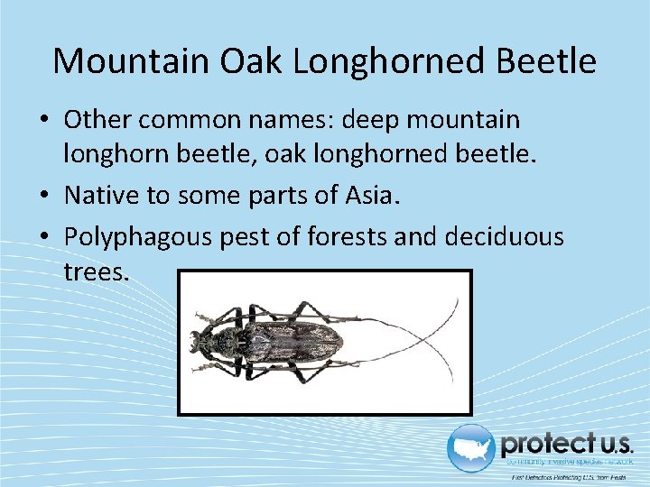 Mountain Oak Longhorned Beetle • Other common names: deep mountain longhorn beetle, oak longhorned