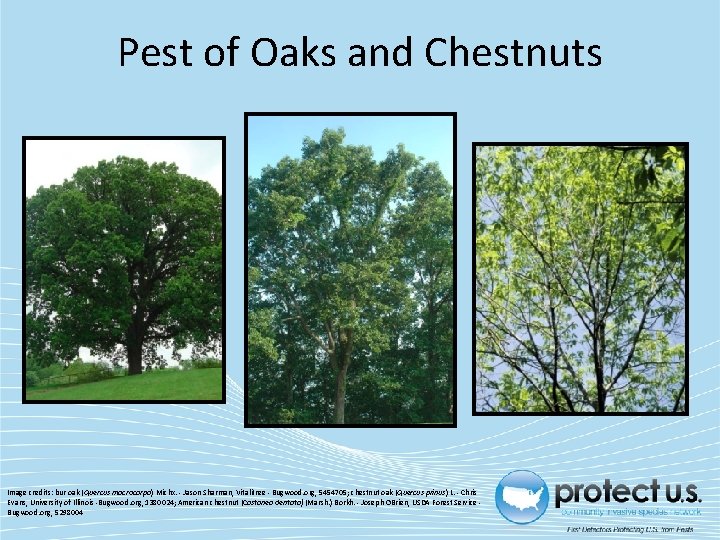 Pest of Oaks and Chestnuts Image credits: bur oak (Quercus macrocarpa) Michx. - Jason