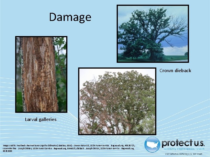 Damage Crown dieback Larval galleries Image credits: twolined chestnut borer (Agrilus bilineatus) (Weber, 1801)