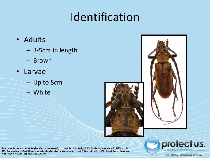 Identification • Adults – 3 -5 cm in length – Brown • Larvae –