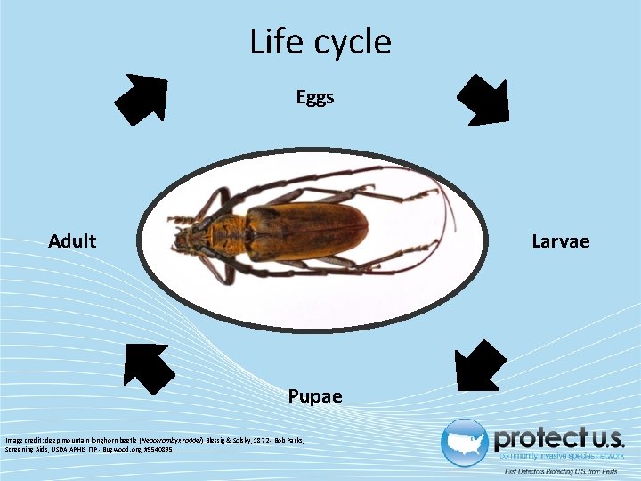 Life cycle Eggs Adult Larvae Pupae Image credit: deep mountain longhorn beetle (Neocerambyx raddei)