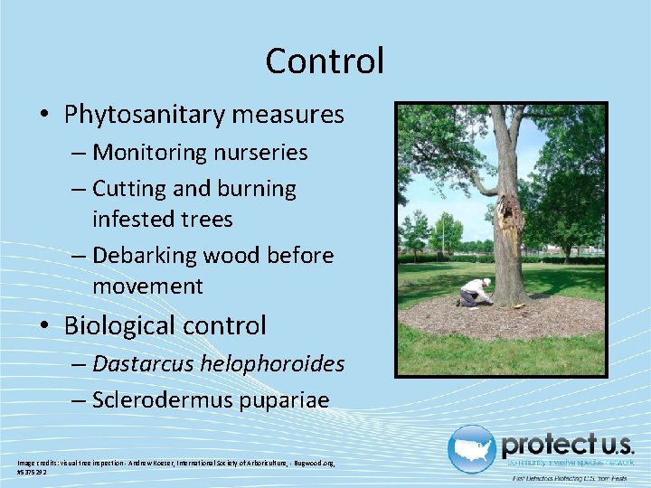 Control • Phytosanitary measures – Monitoring nurseries – Cutting and burning infested trees –