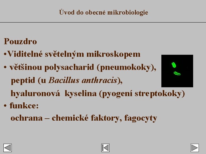 Úvod do obecné mikrobiologie Pouzdro • Viditelné světelným mikroskopem • většinou polysacharid (pneumokoky), peptid