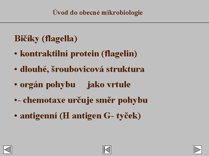 Úvod do obecné mikrobiologie Bičíky (flagella) • kontraktilní protein (flagelin) • dlouhé, šroubovicová struktura