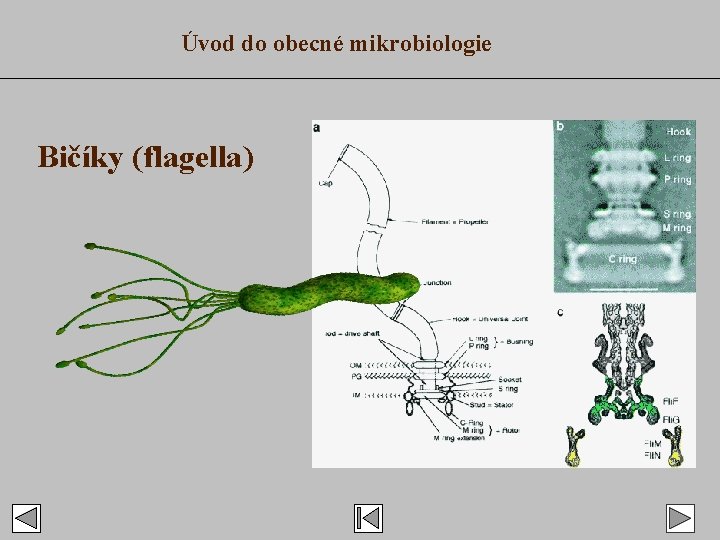 Úvod do obecné mikrobiologie Bičíky (flagella) 