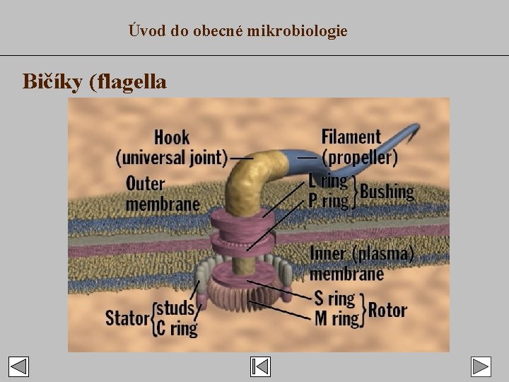 Úvod do obecné mikrobiologie Bičíky (flagella 