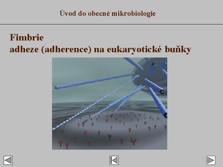 Úvod do obecné mikrobiologie Fimbrie adheze (adherence) na eukaryotické buňky 