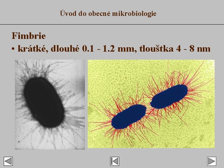 Úvod do obecné mikrobiologie Fimbrie • krátké, dlouhé 0. 1 - 1. 2 mm,