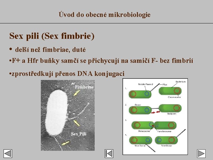 Úvod do obecné mikrobiologie Sex pili (Sex fimbrie) • delší než fimbriae, duté •