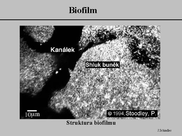 Biofilm Struktura biofilmu J. Schindler 