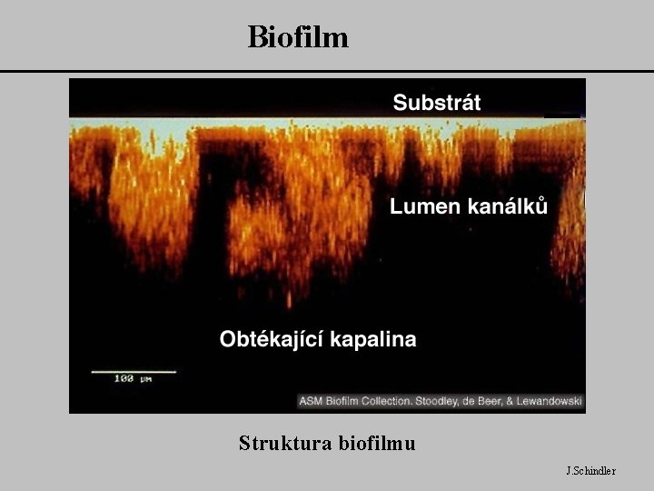 Biofilm Struktura biofilmu J. Schindler 