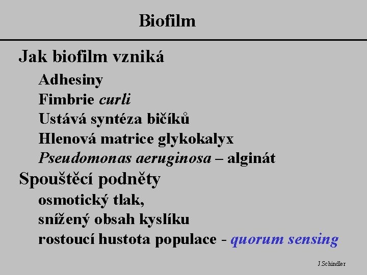 Biofilm Jak biofilm vzniká Adhesiny Fimbrie curli Ustává syntéza bičíků Hlenová matrice glykokalyx Pseudomonas