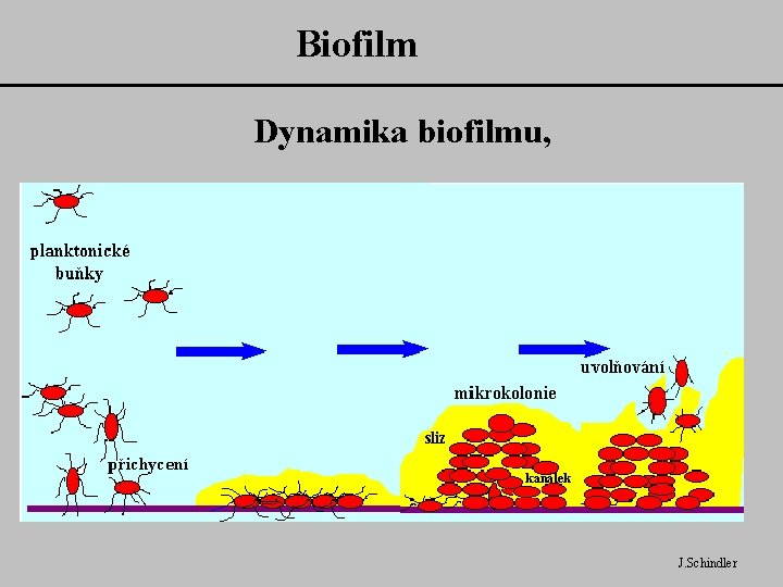 Biofilm Dynamika biofilmu, J. Schindler 