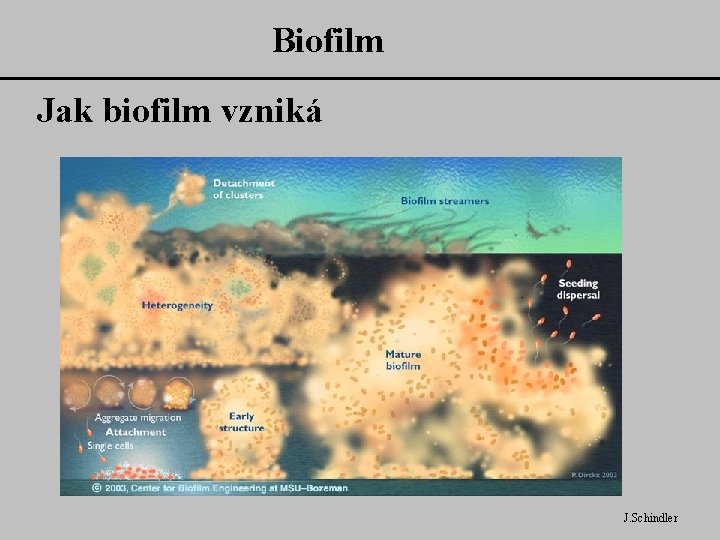 Biofilm Jak biofilm vzniká J. Schindler 