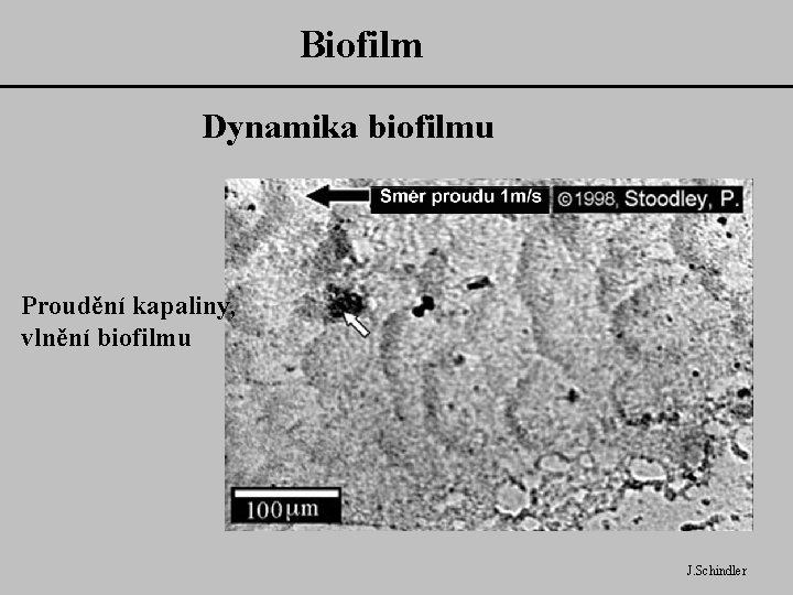 Biofilm Dynamika biofilmu Proudění kapaliny, vlnění biofilmu J. Schindler 