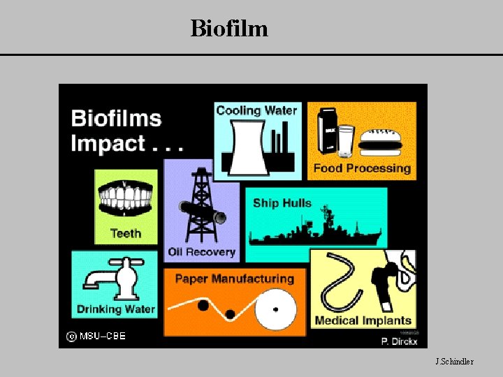 Biofilm J. Schindler 