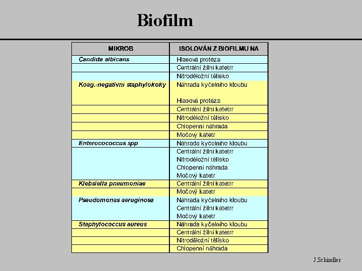 Biofilm J. Schindler 